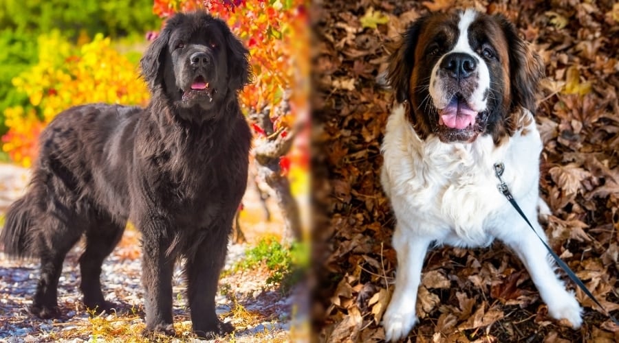 Newfoundland Dog and Saint Bernard Playing in Leaves