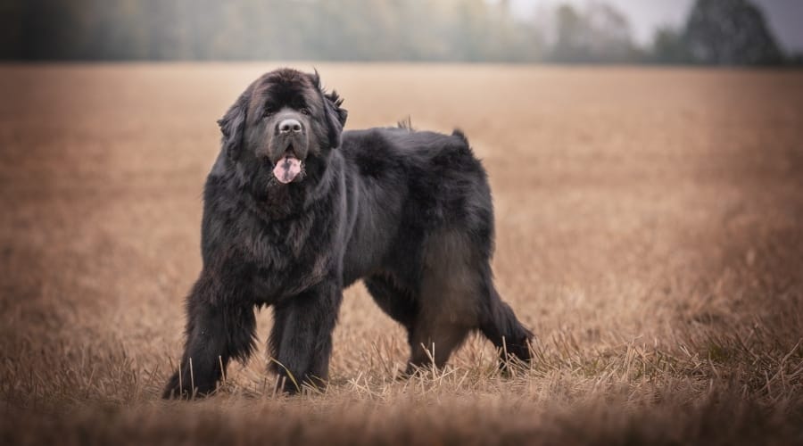 Newfoundland dog outside.