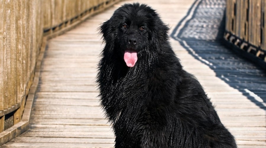 Newfoundland Dog on Bridge Outdoors
