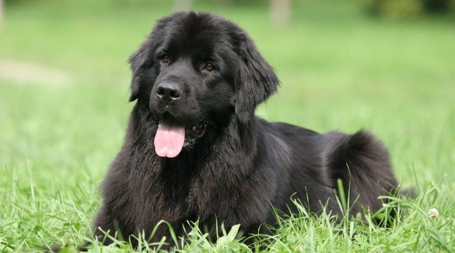 Newfoundland Puppy Laying in Grass