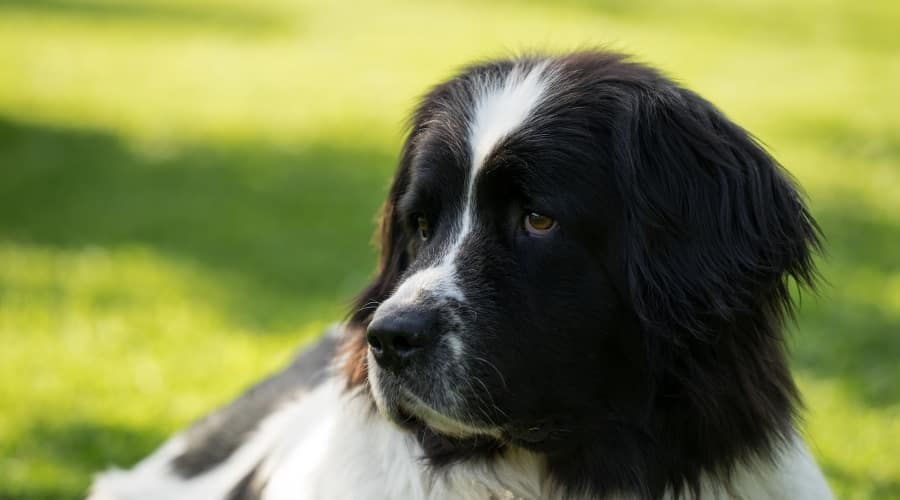 Newfoundland Saint Bernard Mix Playing Outside