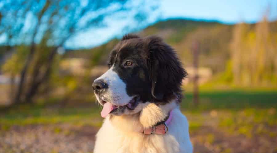 Newfoundland Saint Bernard Mix