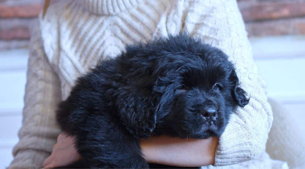 Newfoundland sick in owner's arms.