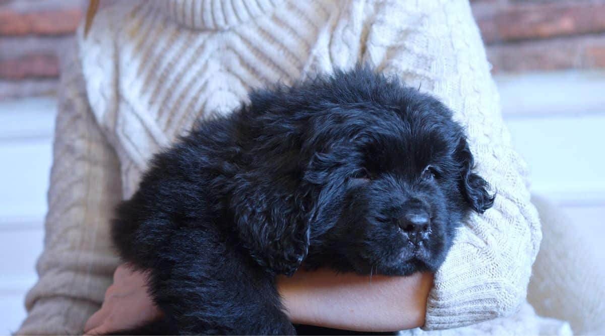 Newfoundland sick in owner's arms.