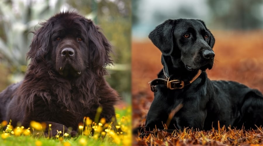 Newfoundland vs Labrador Retriever