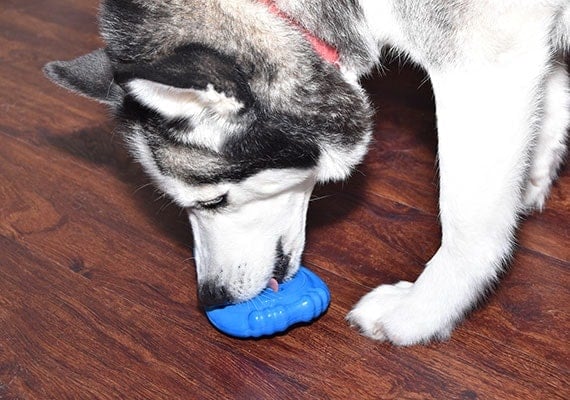 Nora the Husky licking frozen peanut butter from PetSafe Chilly Penguin toy.