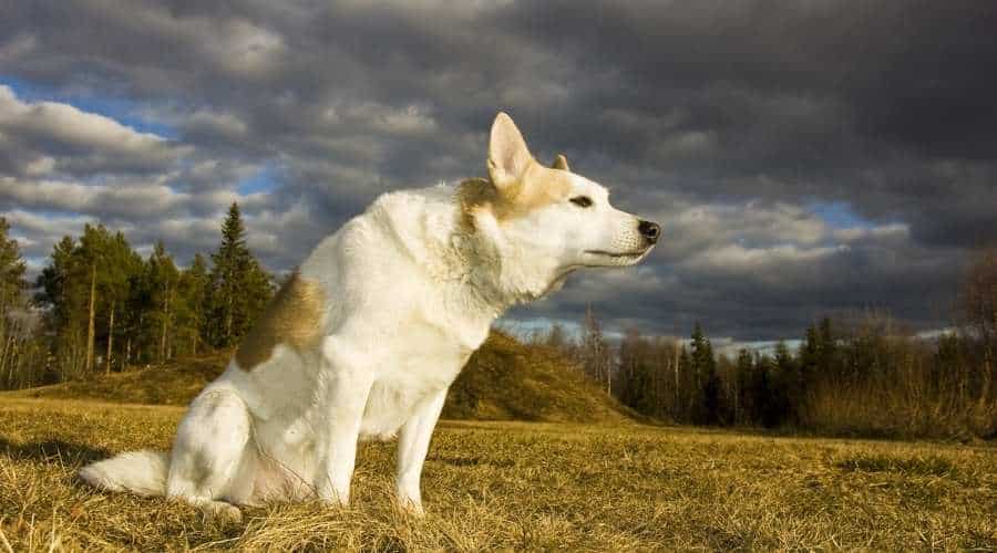 Norrbottenspets in field