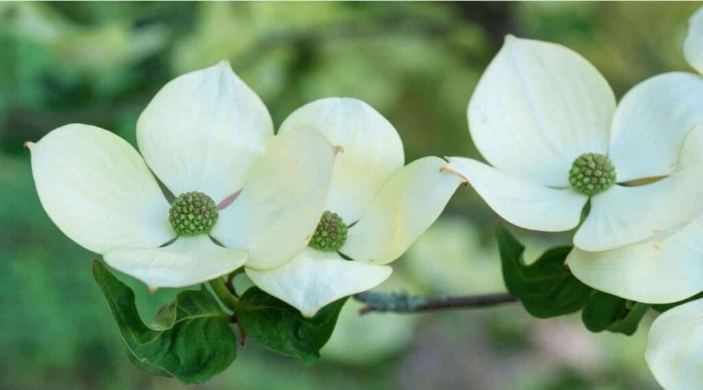 Flowering Dogwood