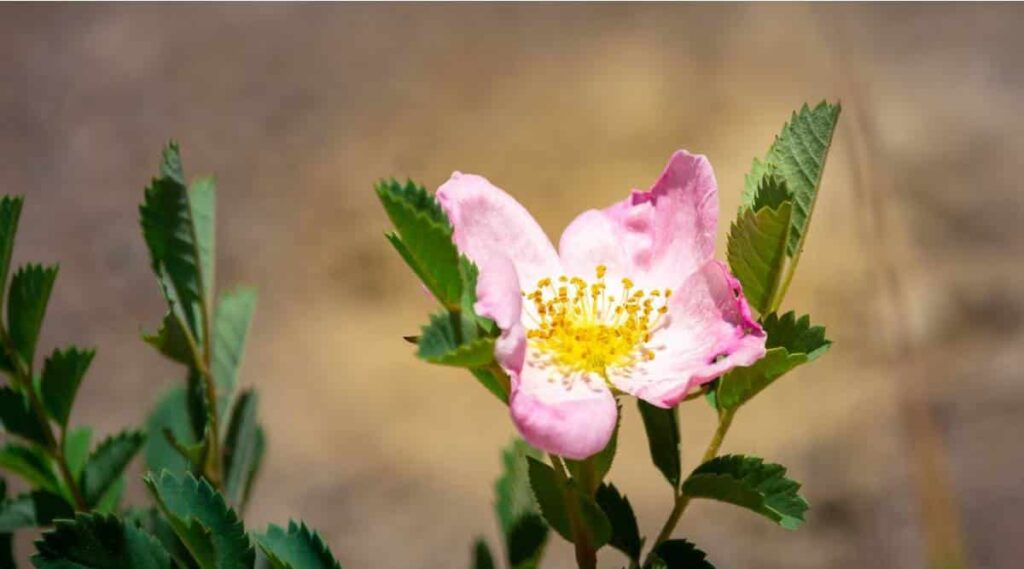 Wild Prairie Rose