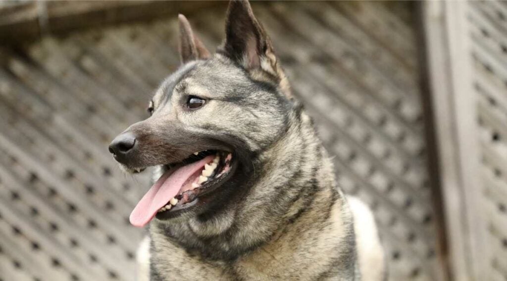 Norwegian Elkhound smiling with tongue hanging out