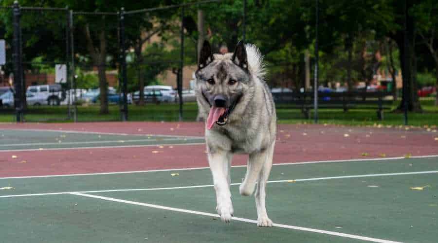 Dog Exercising running on tennis court