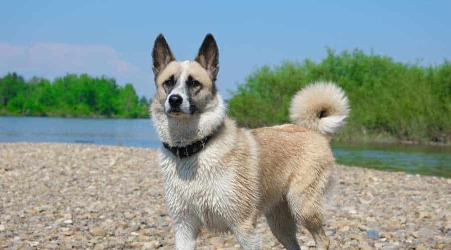 Norwegian Elkhound dog after swimming in the river, walking near forest pond.