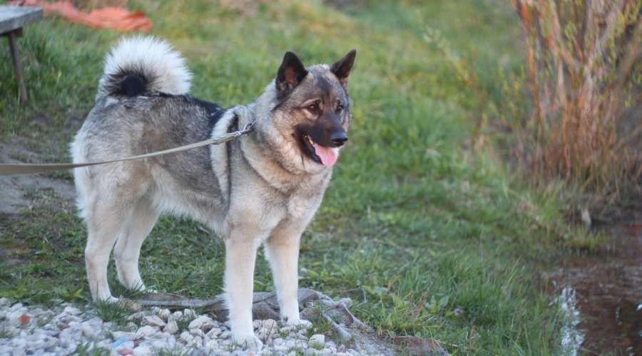 Norwegian grey Elkhound dog on a walk