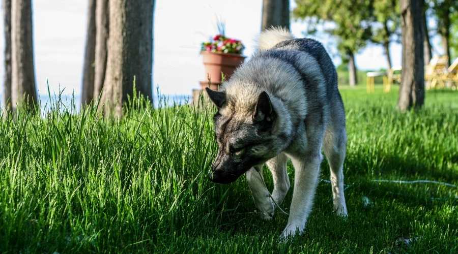 Elkhound checking out the grass