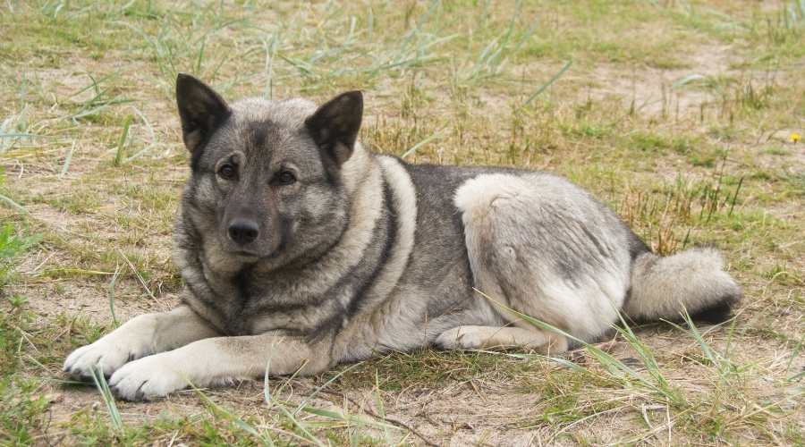 Norwegian Dog laying in grass