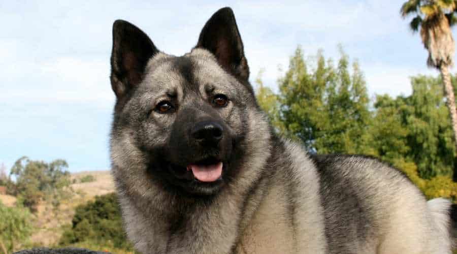 Elkhound Dog Outside