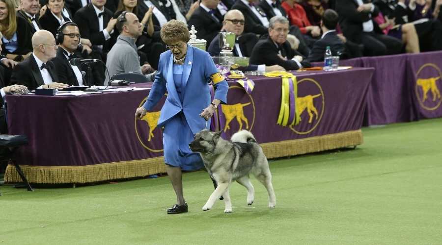 Norwegian Hound with handler Patricia Trotter