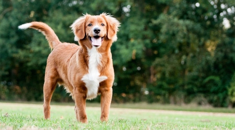 Nova Scotia Duck Tolling Retriever Breed standing in field