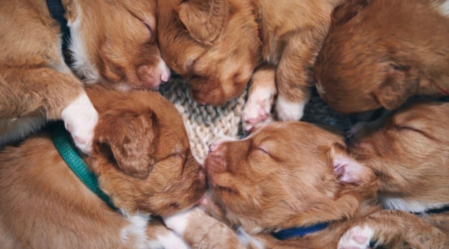 Litter of cute ruby puppies