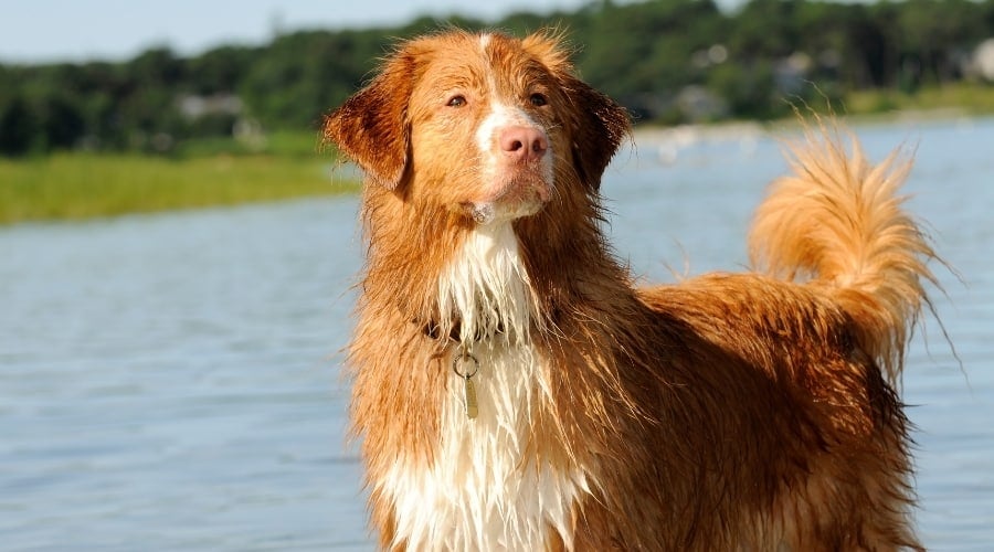 Wet dog in water