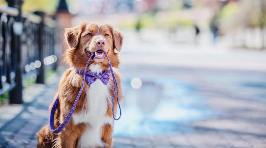 Dog with leash in mouth on sidewalk