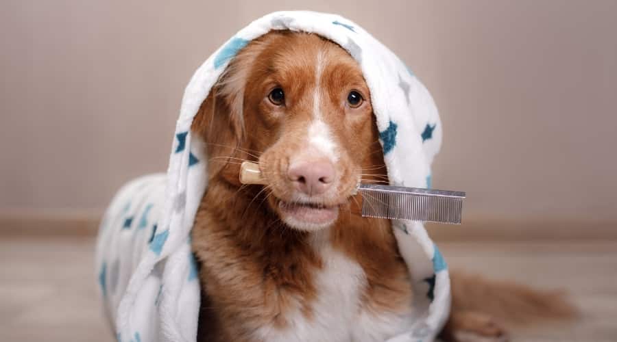 Dog with towel on head and brush in mouth