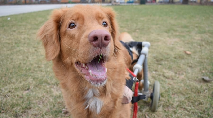 Dog in wheelchair