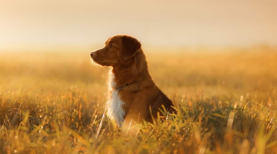 Nova Scotia Duck Tolling Retriever sitting in field