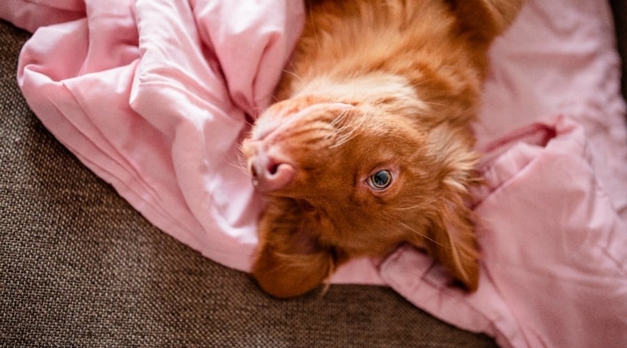 Dog sleeping in bed sheets