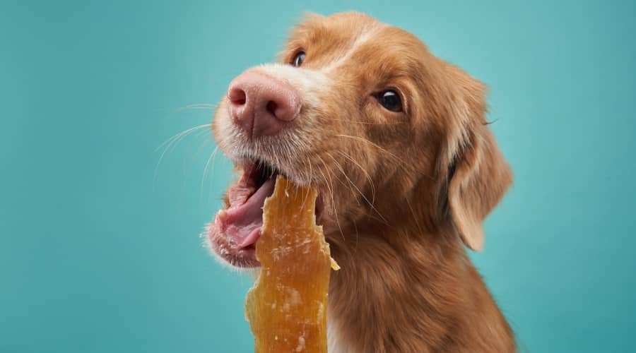 Dog eating jerkey
