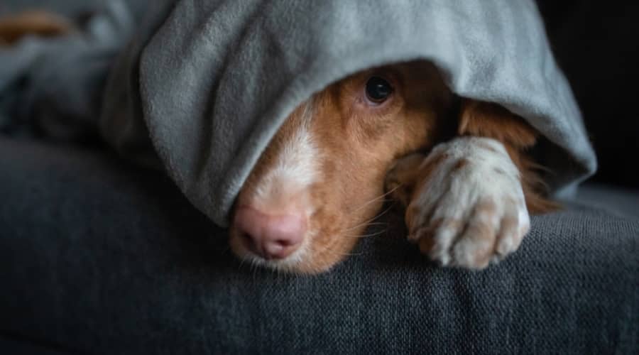 Sad dog under blanket