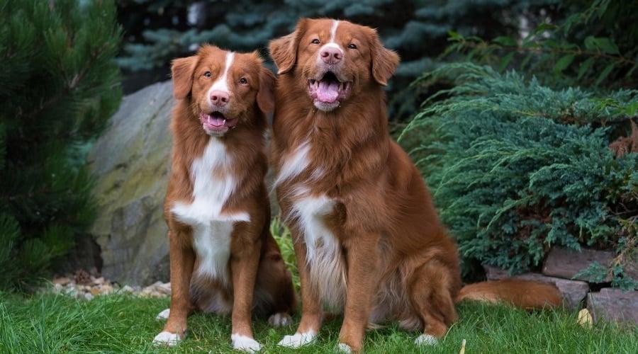 Nova Scotia Duck Tolling Retrievers sitting and smiling