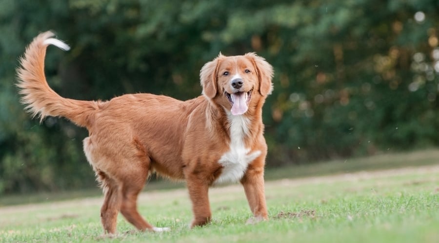 Nova Scotia Duck Tolling Retriever playing in the grass