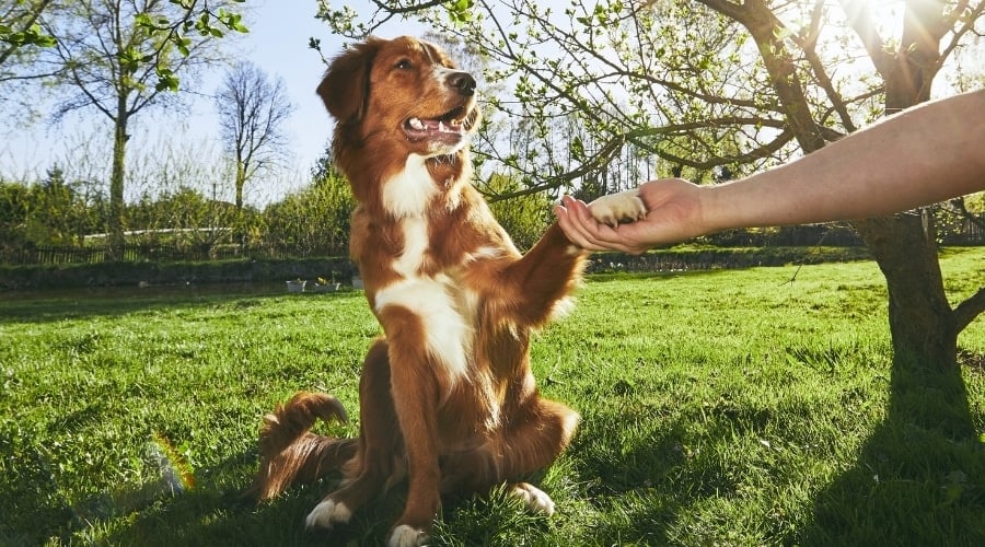 Dog sitting shaking person's hand