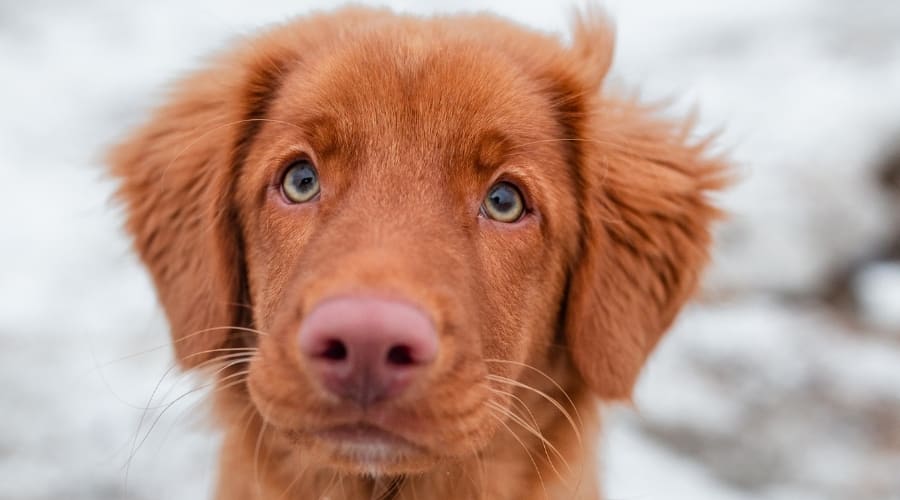 Nova Scotia Duck Tolling Retriever Outdoors