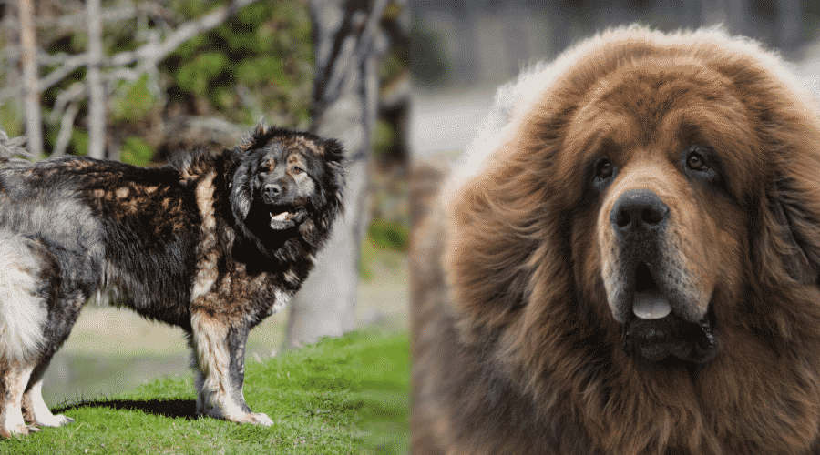 Nutrition Needs For Russian Bear Dog vs Tibetan Mastiff