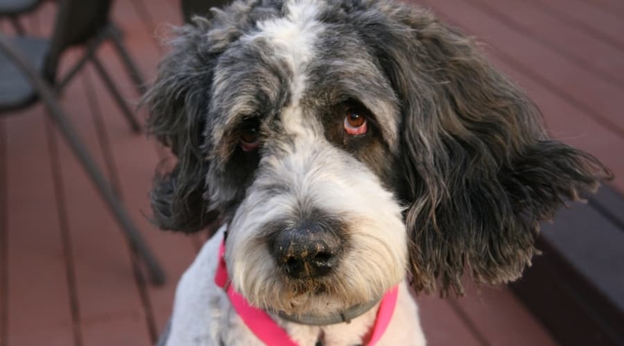 Nutrition for the Saint Bernard Poodle mix