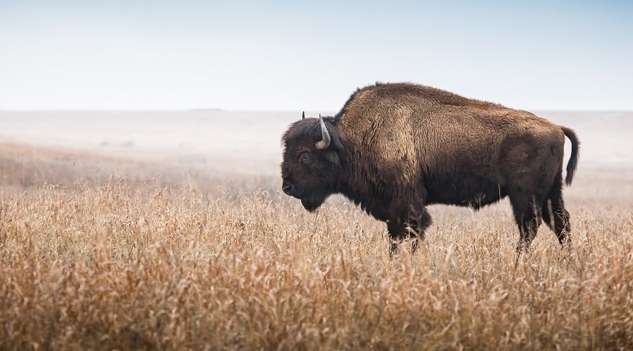 Nutritional Benefits of Bison