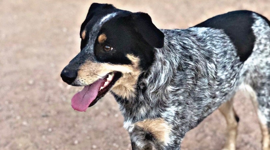 Nutritional Needs Aussie Heeler