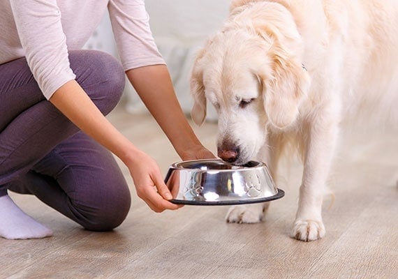 Offering Golden Retriever a stainless steel bowl to eat his meal out of
