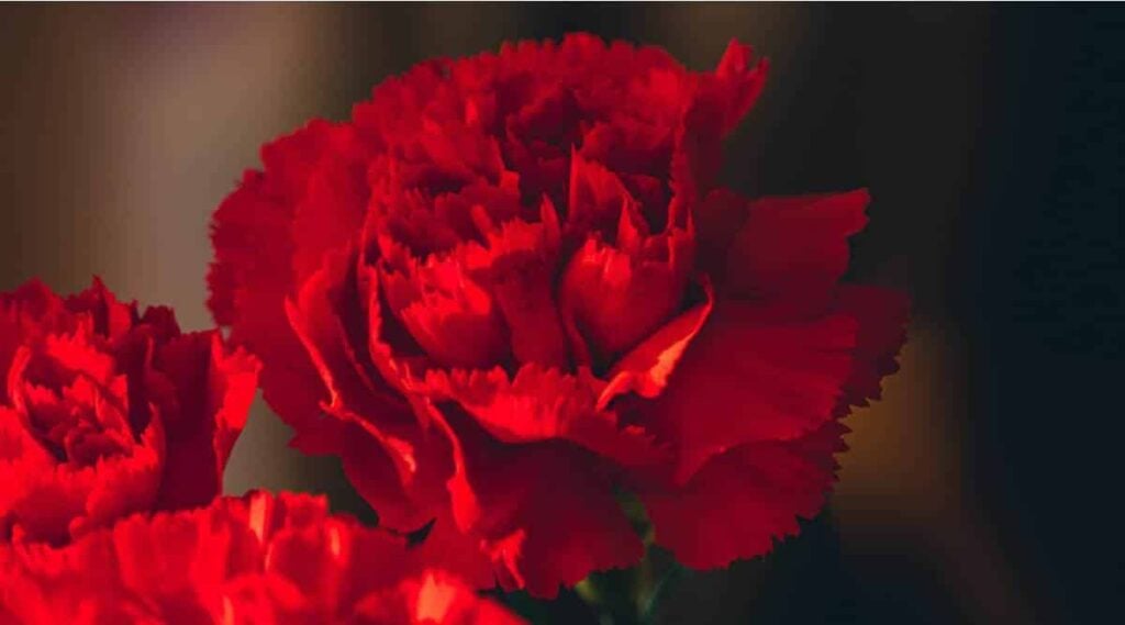 Scarlet Carnation