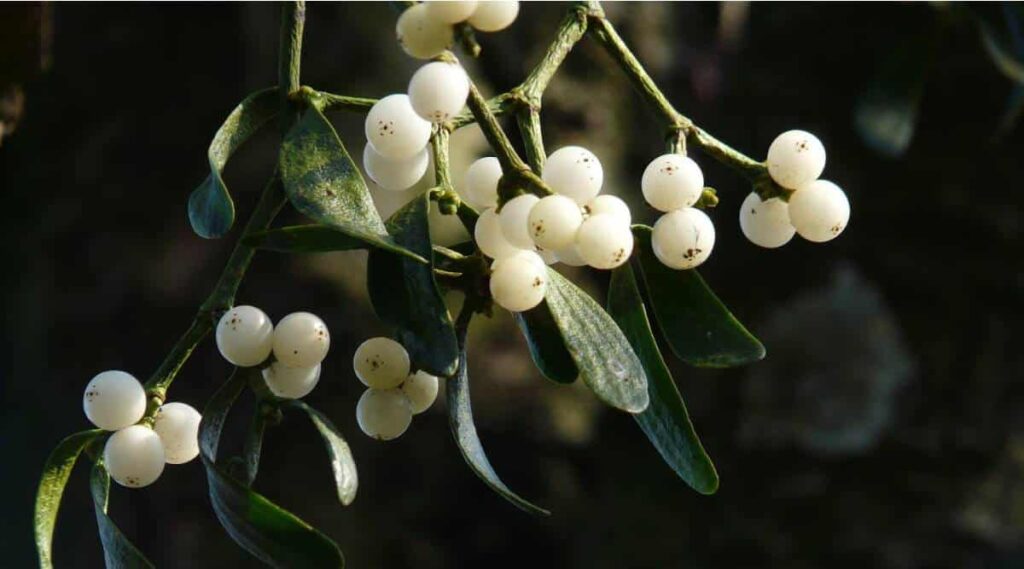 Mistletoe