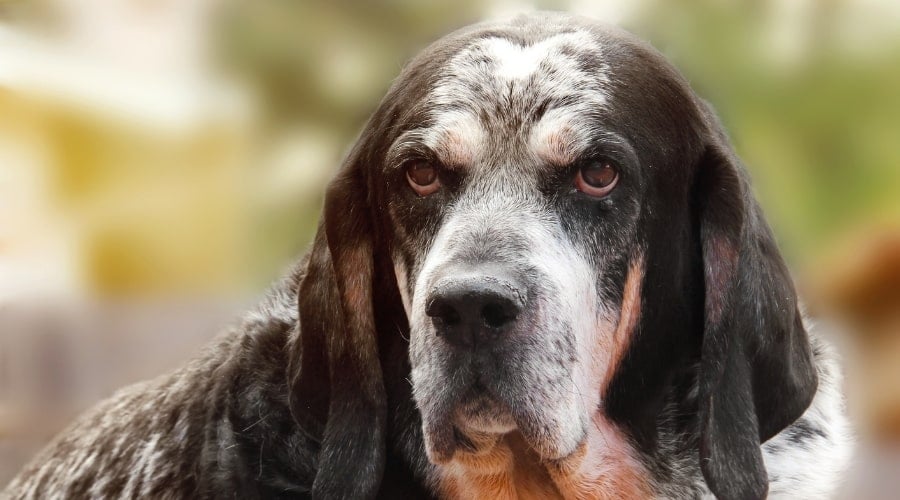 Old Black and White Spotted Dog Looking in Camera