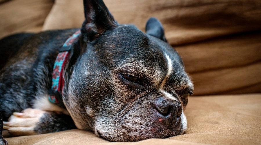 Old Dog on Couch Sleeping