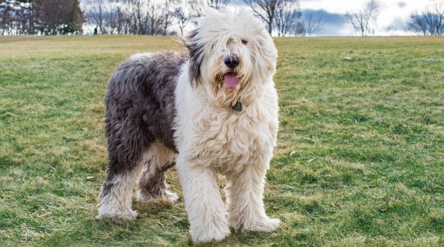 Old English Sheepdog outside