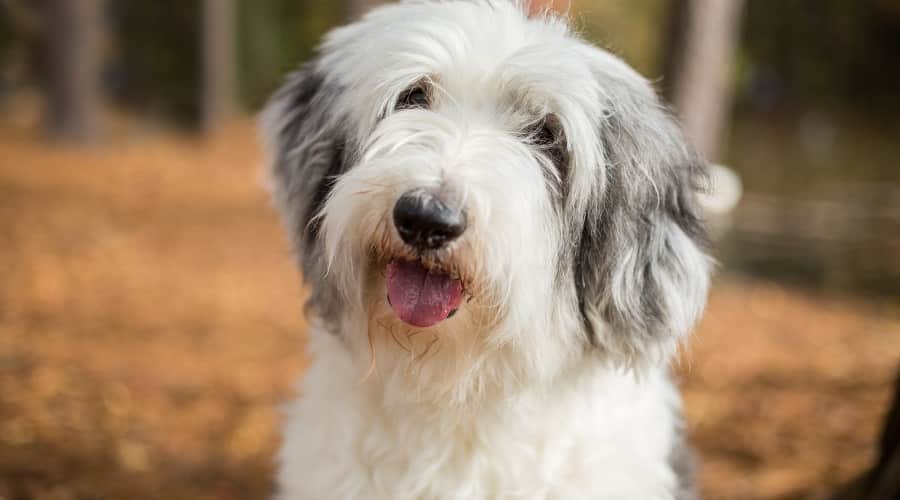 Old English Sheepdog