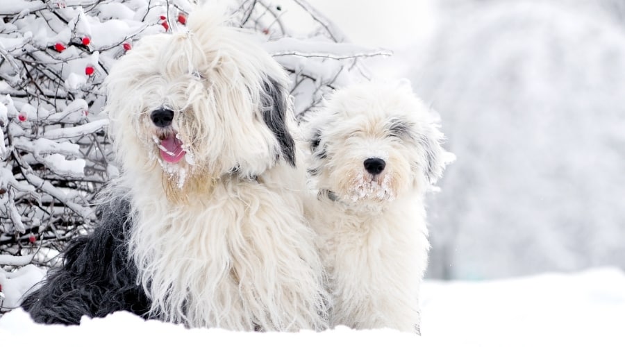 Old English Sheepdogs Playing in Snow