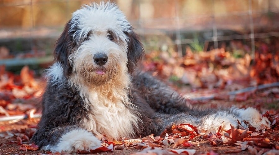 Old Ensligh Sheepdog at Rescue