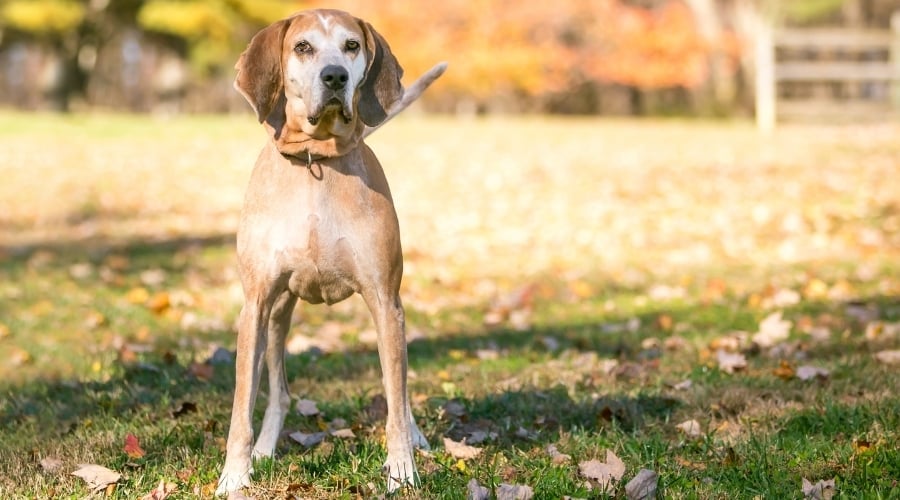 Old Red Dog in Grass