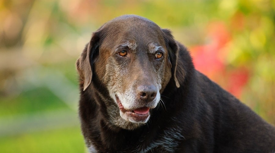 Old labrador with health problems